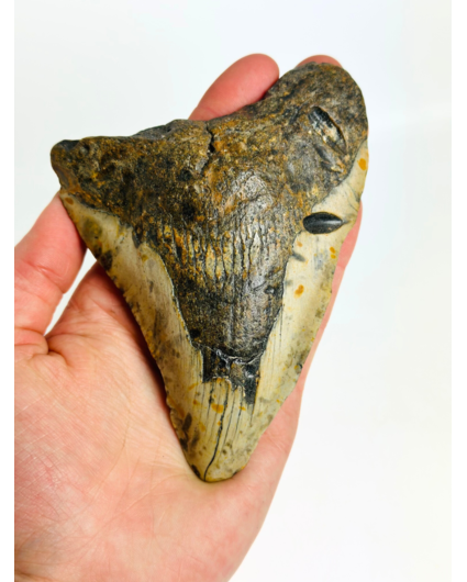 Megalodon Tooth "Gem of Plague" (US) - 12,8 cm