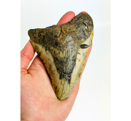 Megalodon-Zahn " Gem of Plague" (US) - 12,8 cm