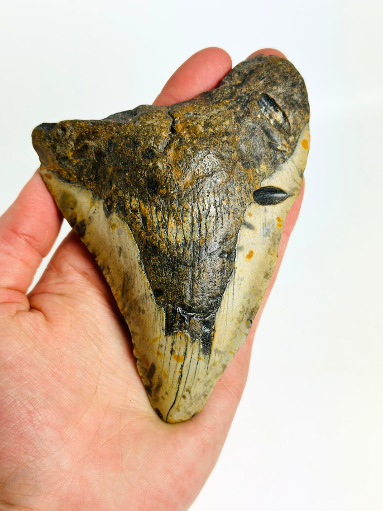 Megalodon Tand "Gem of Plague" (VS) - 12,8 cm