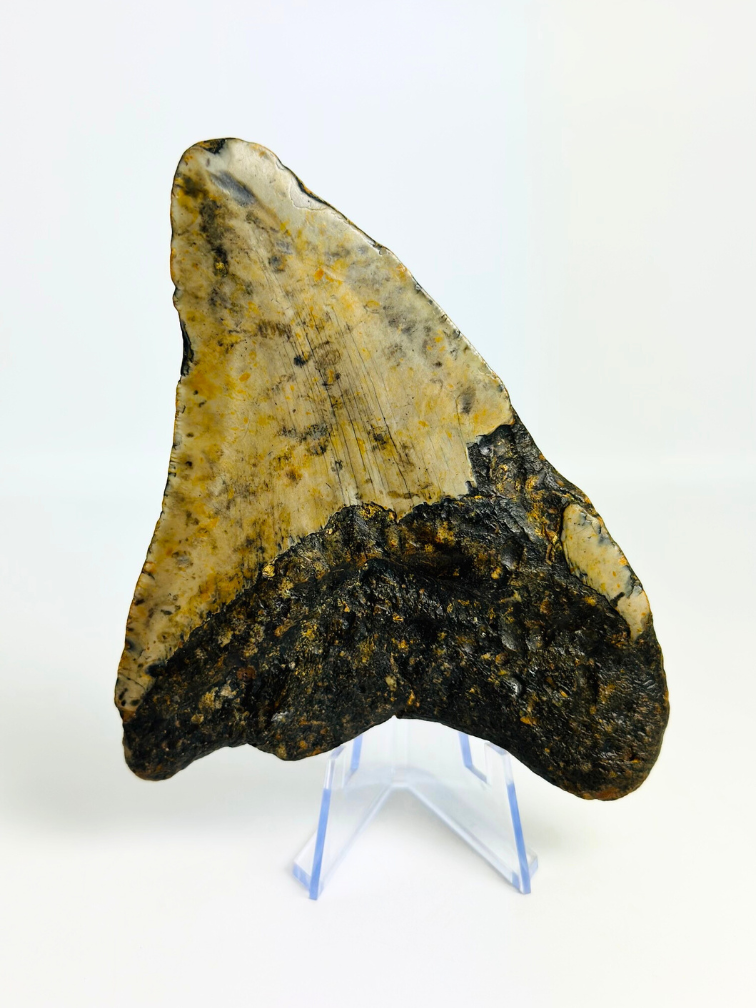 Megalodon Tand "Gem of Plague" (VS) - 12,8 cm