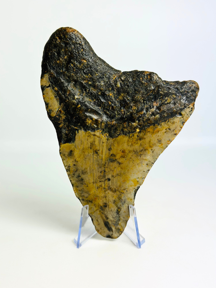 Megalodon Tand "Gem of Plague" (VS) - 12,8 cm