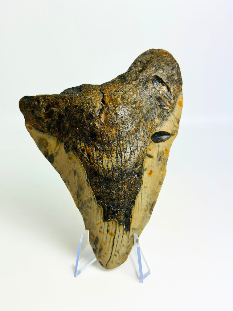 Megalodon Tand "Gem of Plague" (VS) - 12,8 cm