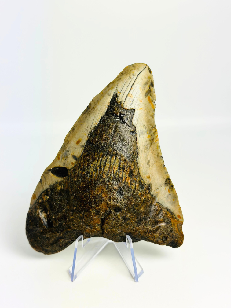 Megalodon Tand "Gem of Plague" (VS) - 12,8 cm