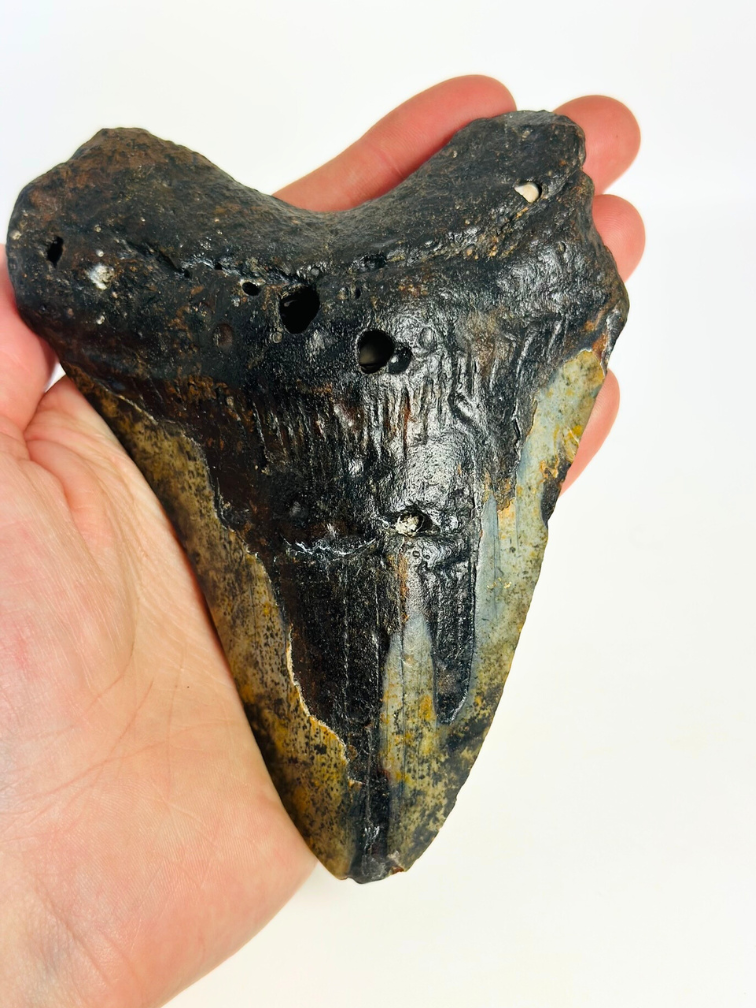 Megalodon tooth ‘Corrupted Palladinium’ (US) - 13 cm