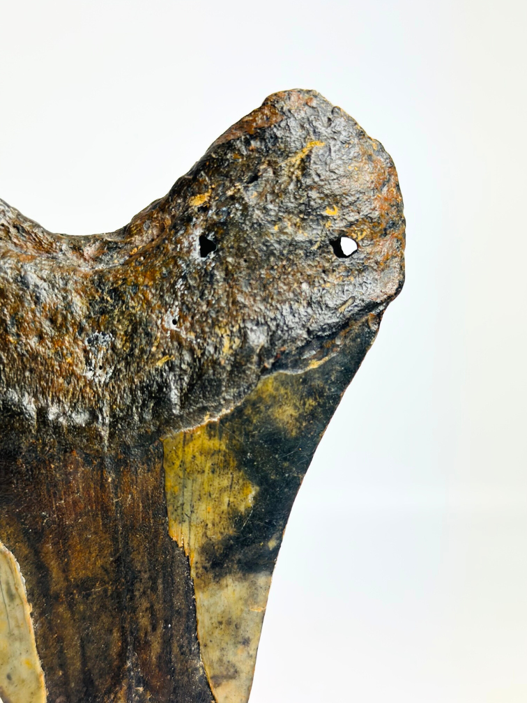 Megalodon tand "Corrupted Palladinium" (VS) - 13 cm