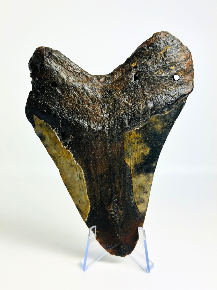 Megalodon tooth ‘Corrupted Palladinium’ (US) - 13 cm