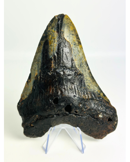 Diente de Megalodon «Corrupted Palladinium» (US) - 13 cm