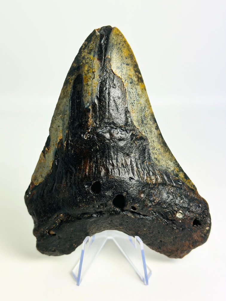 Megalodon tand "Corrupted Palladinium" (VS) - 13 cm