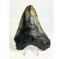 Megalodon tooth ‘Corrupted Palladinium’ (US) - 13 cm