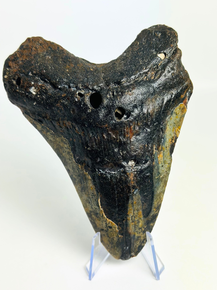 Megalodon tooth ‘Corrupted Palladinium’ (US) - 13 cm