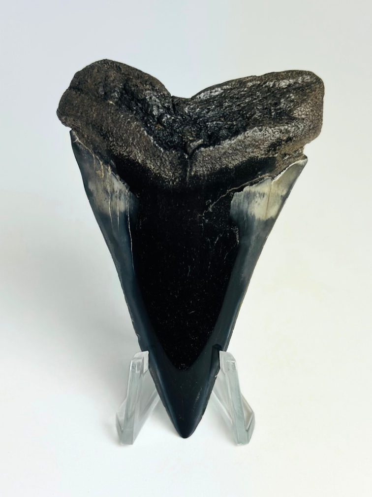 Dent de mégalodon "Demon Tome" (US) - 7,2 cm