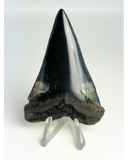 Dent de mégalodon "Demon Tome" (US) - 7,2 cm