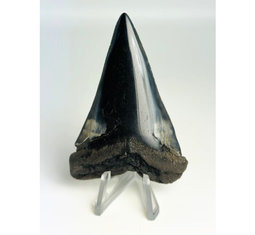 Dent de mégalodon "Demon Tome" (US) - 7,2 cm