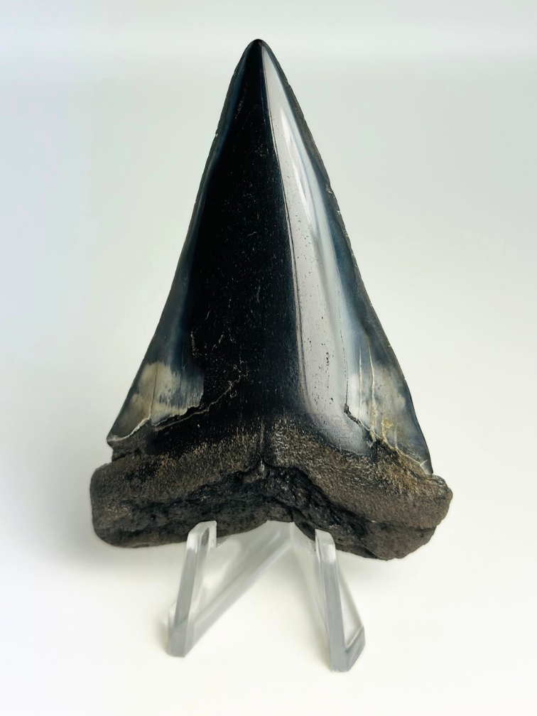 Dent de mégalodon "Demon Tome" (US) - 7,2 cm