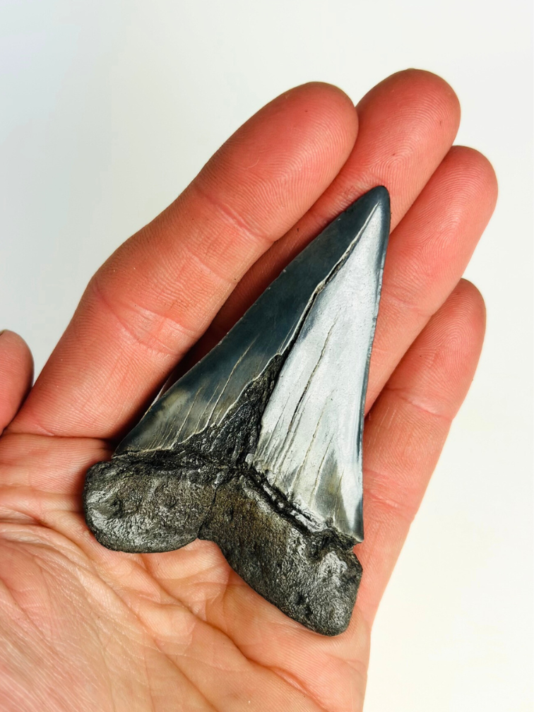 Dent de mégalodon "Demon Tome" (US) - 7,2 cm