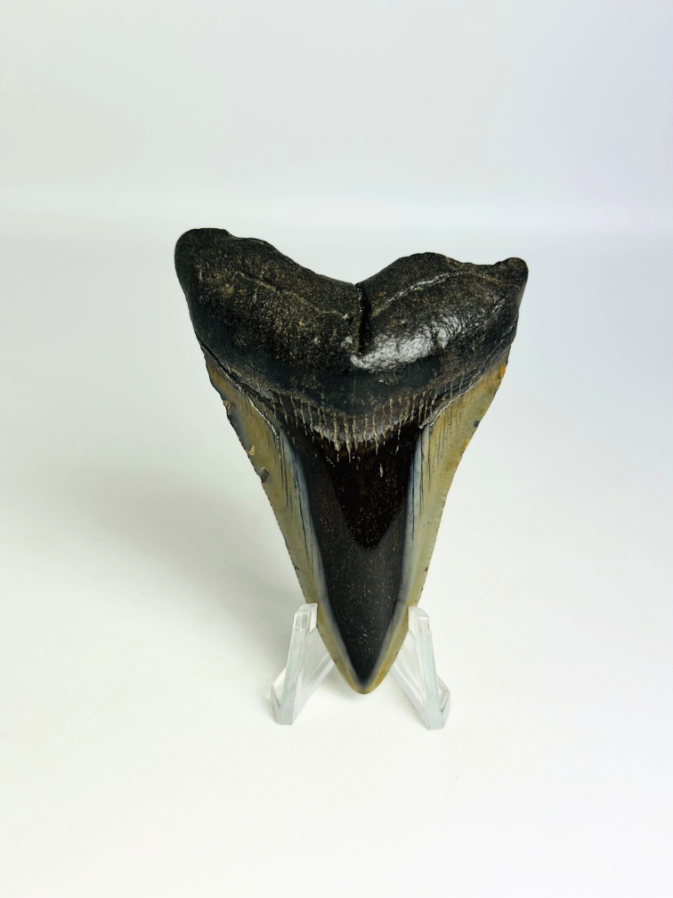 Dente di megalodonte "Demon Fork" (USA) - 7,3 cm