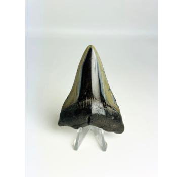 Dente di megalodonte "Demon Fork" (USA) - 7,3 cm