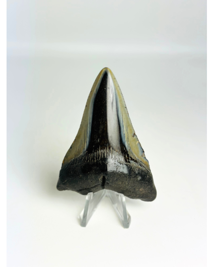 Megalodon-Zahn " Demon Fork" (US) - 7,3 cm