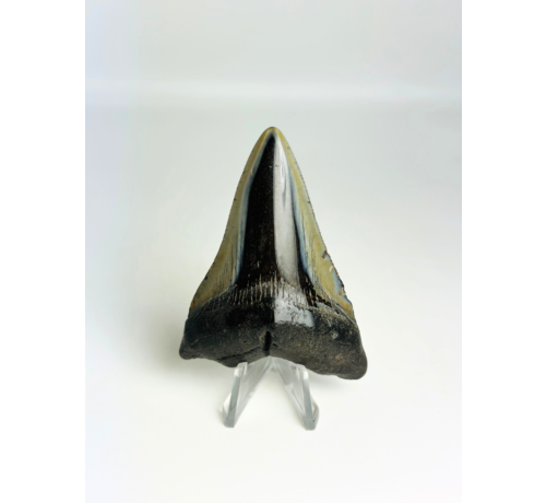 Megalodon Tand "Demon Fork" (VS) - 7,3 cm