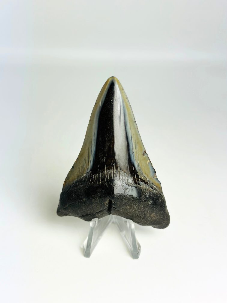 Dente di megalodonte "Demon Fork" (USA) - 7,3 cm