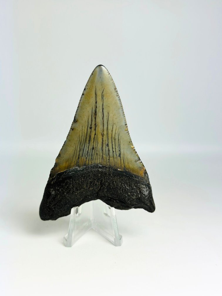 Dente di megalodonte "Demon Fork" (USA) - 7,3 cm
