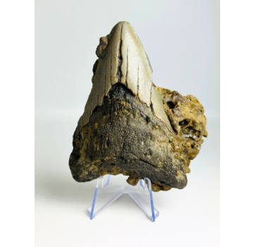 Megalodon-Zahn ''The Destiny'' (US) - 10,4 cm