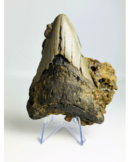 Dente di Megalodon ''The Destiny'' (USA) - 10,4 cm