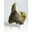 Megalodon tand ''The Destiny'' (VS) - 10,4 cm