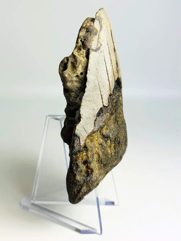 Megalodon-Zahn ''The Destiny'' (US) - 10,4 cm