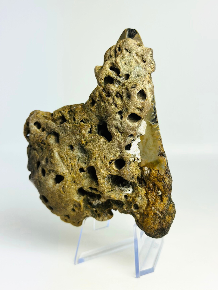 Diente de Megalodon ''The Destiny'' (US) - 10,4 cm