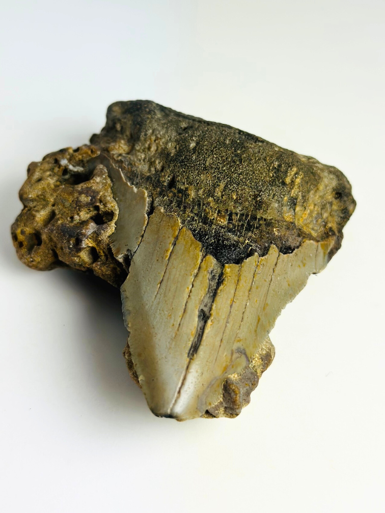 Megalodon tand ''The Destiny'' (VS) - 10,4 cm