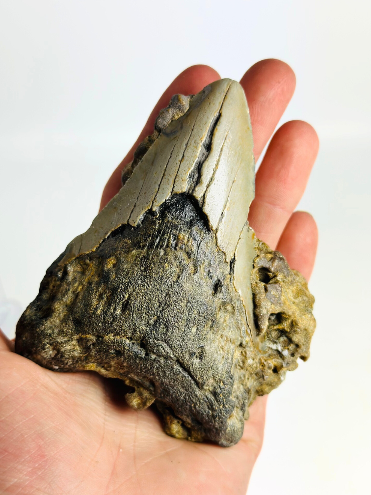 Megalodon tooth ''The Destiny'' (US) - 10,4 cm
