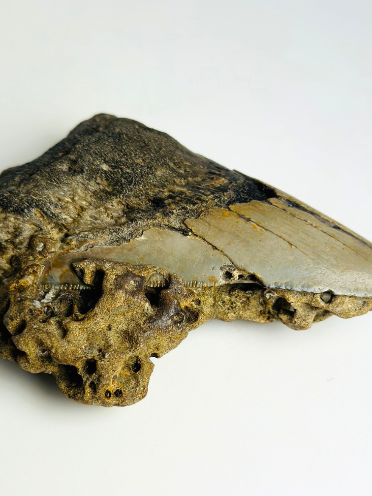 Dente di Megalodon ''The Destiny'' (USA) - 10,4 cm