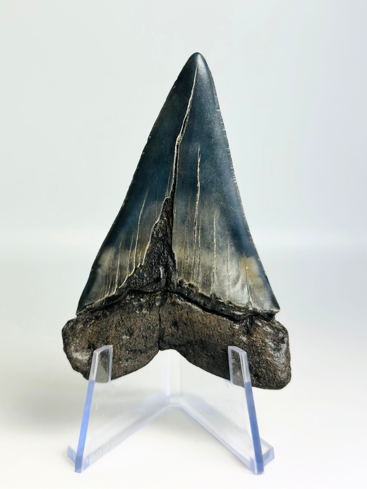 Dent de mégalodon "Demon Tome" (US) - 7,2 cm