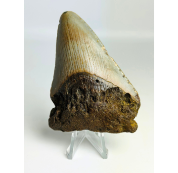Dente di Megalodon " Claw of the Unknown" (USA) - 8,6 cm