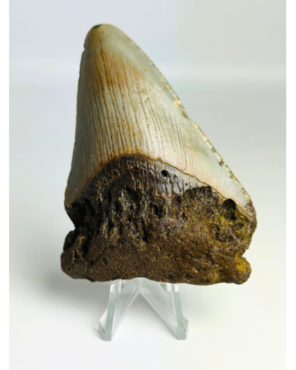 Megalodon Tand "Claw of the Unknown" (VS) - 8,6 cm