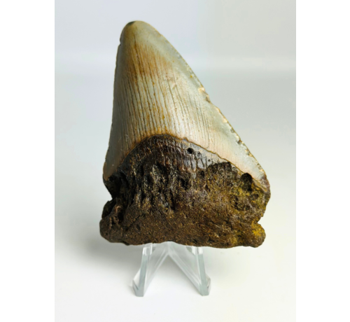Diente de Megalodon " Claw of the Unknown" (US) - 8.6 cm