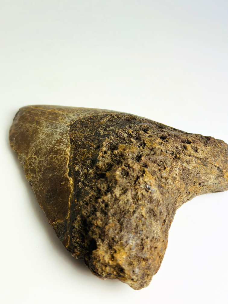 Diente de megalodón volcánico ''The Destroyed Ring'' - 12,1 cm