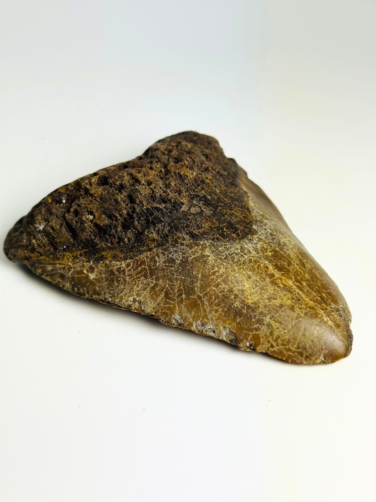 Volcanic Megalodon tooth ‘’The Destroyed Ring‘’ - 12.1 cm
