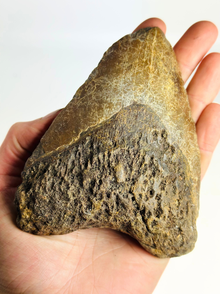 Diente de megalodón volcánico ''The Destroyed Ring'' - 12,1 cm