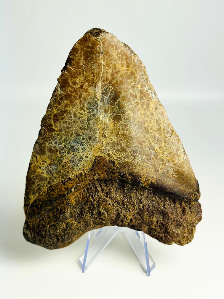 Vulkanische Megalodon tand ''The Destroyed Ring'' - 12,1 cm