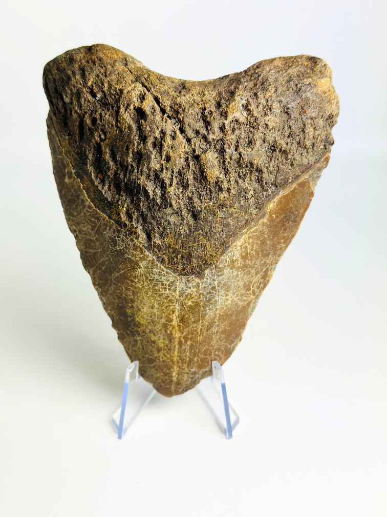 Volcanic Megalodon tooth ‘’The Destroyed Ring‘’ - 12.1 cm