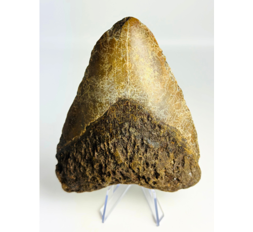 Volcanic Megalodon tooth ‘’The Destroyed Ring‘’ - 12.1 cm