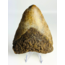 Volcanic Megalodon tooth ‘’The Destroyed Ring‘’ - 12.1 cm
