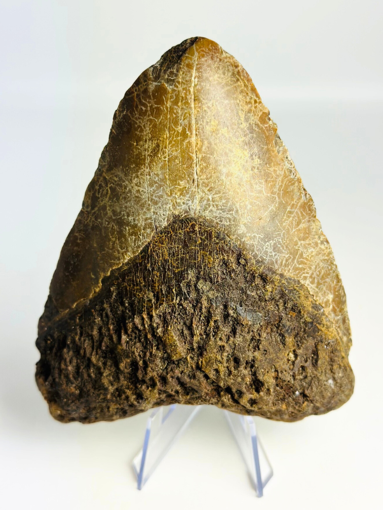 Diente de megalodón volcánico ''The Destroyed Ring'' - 12,1 cm