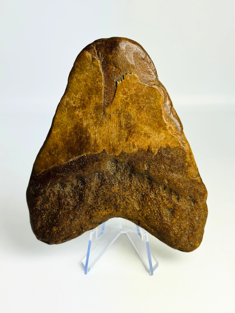 Mégalodon volcanique dent ''Présence du Dragon'' - 12,4 cm