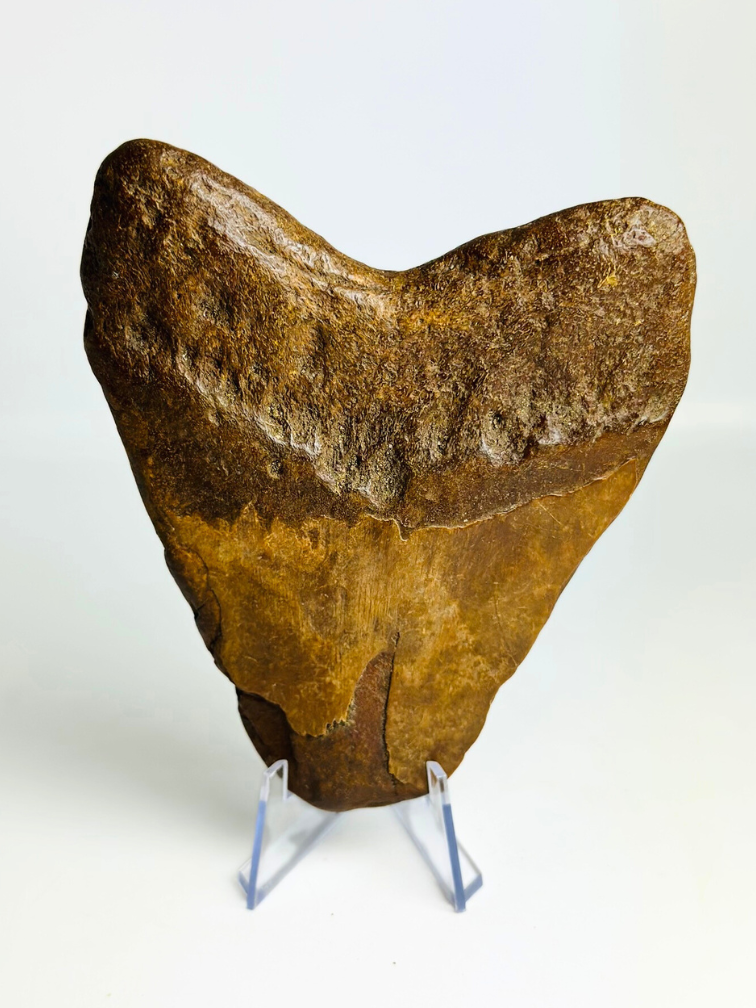 Mégalodon volcanique dent ''Présence du Dragon'' - 12,4 cm