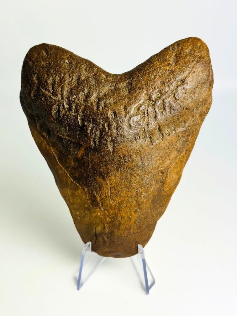 Dente di Megalodon vulcanico “Presenza del drago” - 12,4 cm