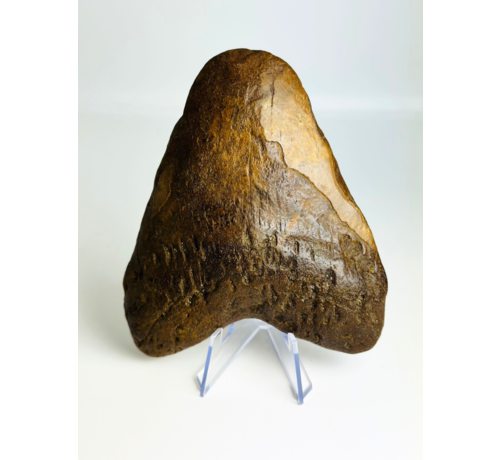 Vulkanische Megalodon tand ''Presence of the Dragon'' - 12,4 cmde