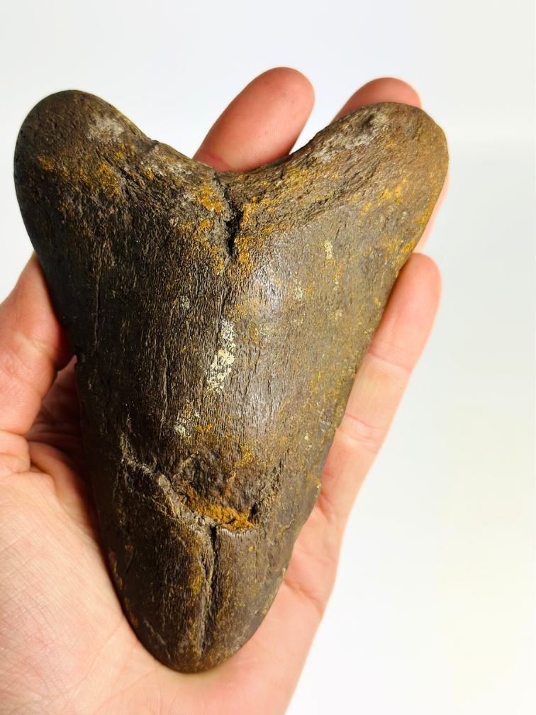 Vulkanische Megalodon tand ''Elder Ogre'' - 12,7 cm